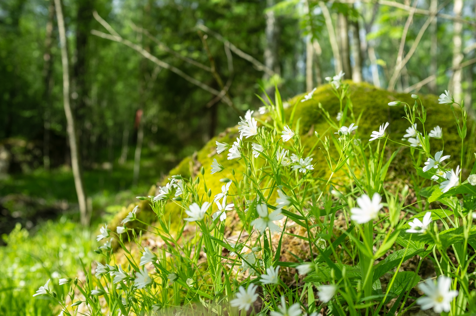 Beautiful white flowers blooming in moss and grass on a hill in the forest against a background of trees, on a sunny day.